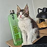 black, brown, cat, curious, cute, desk, ears, eyes, furniture, home_office, indoor, keyboard, kitten, lamp, pet, sitting, technology, water_bottle, white, wood