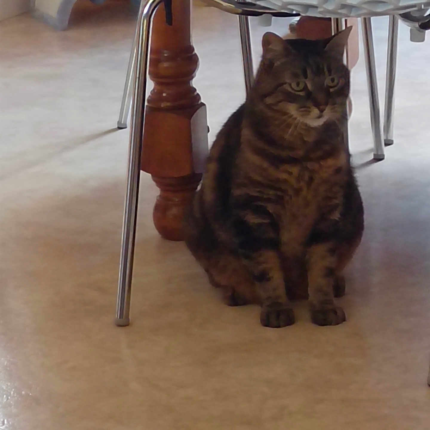 Spoky participe au concours pour gagner de l'argent avec cette photo : animal, brown, cat, chair, curious, domestic_cat, feline, floor, flooring, furniture, home, indoor, metal_legs, pet, quiet, resting, sitting, striped, tabby_cat, wooden_table_leg