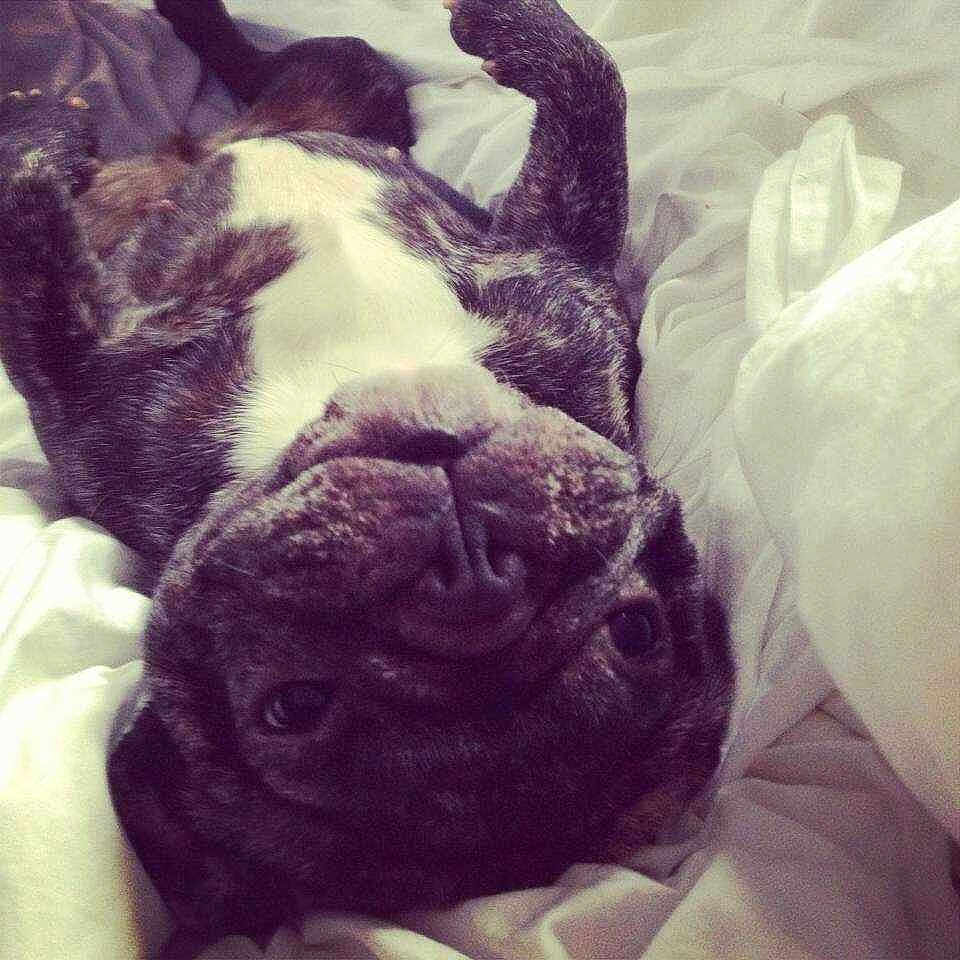 Pippy