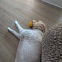 animal, collar, cushion, dog, domestic, floor, fur, home, indoor, light, lying_down, mouth, pet, playful, relaxing, resting, toy, water_bowl, wooden_floor, yellow