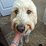 animal, canine, closeup, cute, dog, eyes, face, floor, friendly, fur, hand, indoor, paw, person, pet, rug, snout, tile, watch, wristband