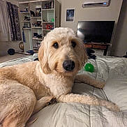 Loki joined the competition — help win amazing prizes! dog, golden_doodle, bed, indoor, furniture, bookshelf, television, curtains, toy, pet, cozy, carpet, room, relaxed, fur, canine, sleeping_area, home, comfort, companion