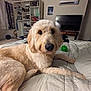 dog, golden_doodle, bed, indoor, furniture, bookshelf, television, curtains, toy, pet, cozy, carpet, room, relaxed, fur, canine, sleeping_area, home, comfort, companion
