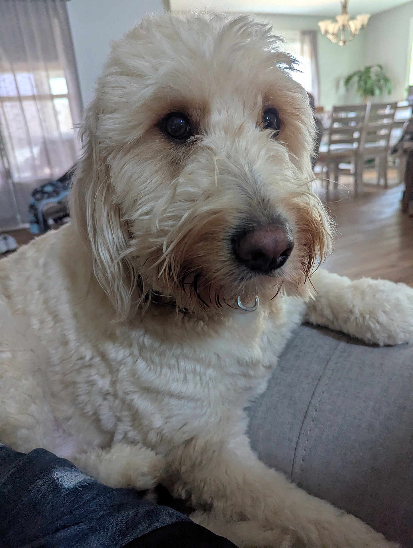 Loki is registered to the contest to win money with this photo: dog, indoor, couch, fluffy, cream_colored, pet, animal, living_room, furniture, curtains, window, dining_table, chairs, natural_light, closeup, portrait, relaxed, companion, domestic, cozy