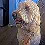 canine, collar, dog, domestic_animal, door, floor, fur, furniture, golden_doodle, hand, happy, house, human, indoor, living_room, muzzle, paw, person, pet, tongue