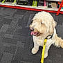Loki is registered to the contest to win money with this photo: dog, leash, harness, carpet, sitting, indoor, shelf, art_supplies, paper_pads, yellow, black, curly_fur, happy, pet, store, retail, floor, blurred_background, medium_sized_dog, canine