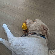 Loki is registered to the contest to win money with this photo: close_up, collar, dog, flooring, fur, hardwood_floor, indoor, lying_down, mouth, muzzle, nose, paw, pet, playful, resting, side_view, spiky_toy, white_fur, wood_texture, yellow_toy