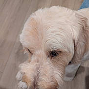 Loki joined the competition — help win amazing prizes! animal, canine, close_up, companion, cute, dog, domestic, fluffy, friendly, fur, house, indoor, light_colored, looking_down, mammal, paws, pet, portrait, soft_texture, wooden_floor