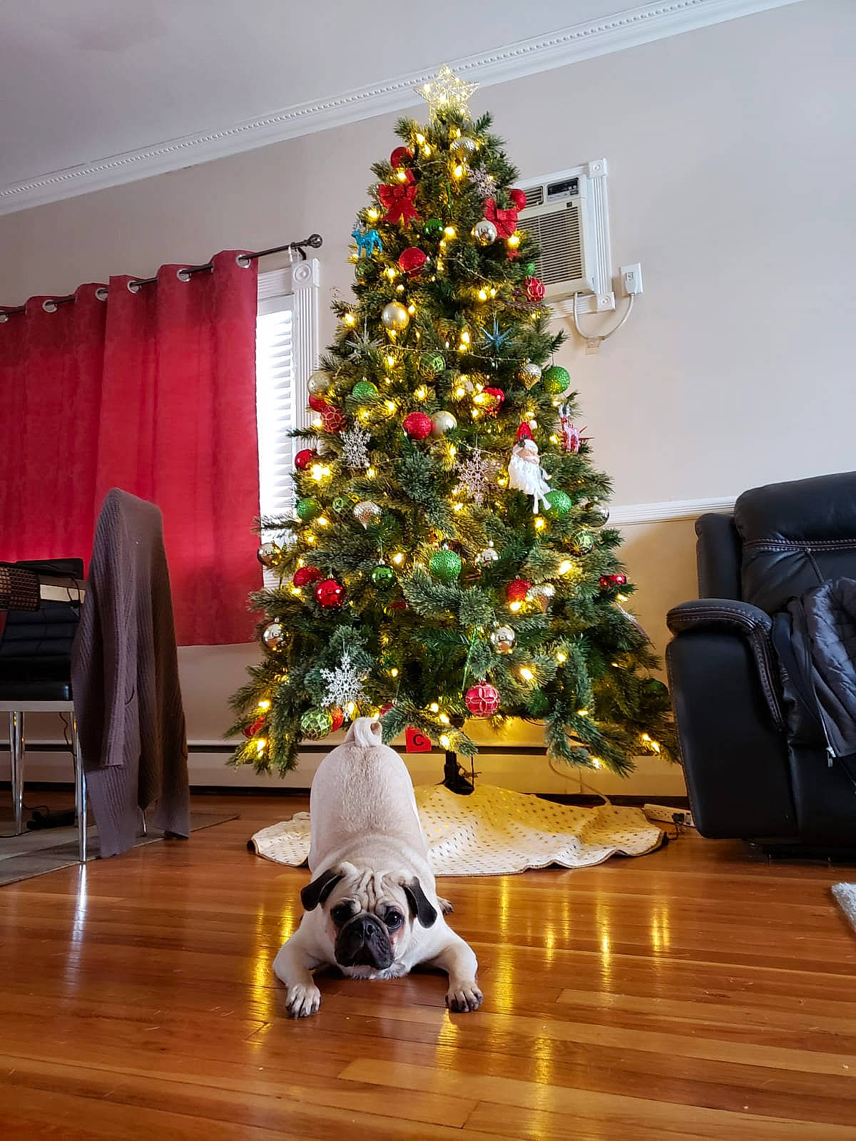 Goku is registered to the contest to win money with this photo: canidae, christmas, christmas_decoration, christmas_eve, christmas_ornament, christmas_tree, conifer, event, evergreen, holiday, home, houseplant, interior_design, living_room, plant, room, sporting_group, tree, woody_plant