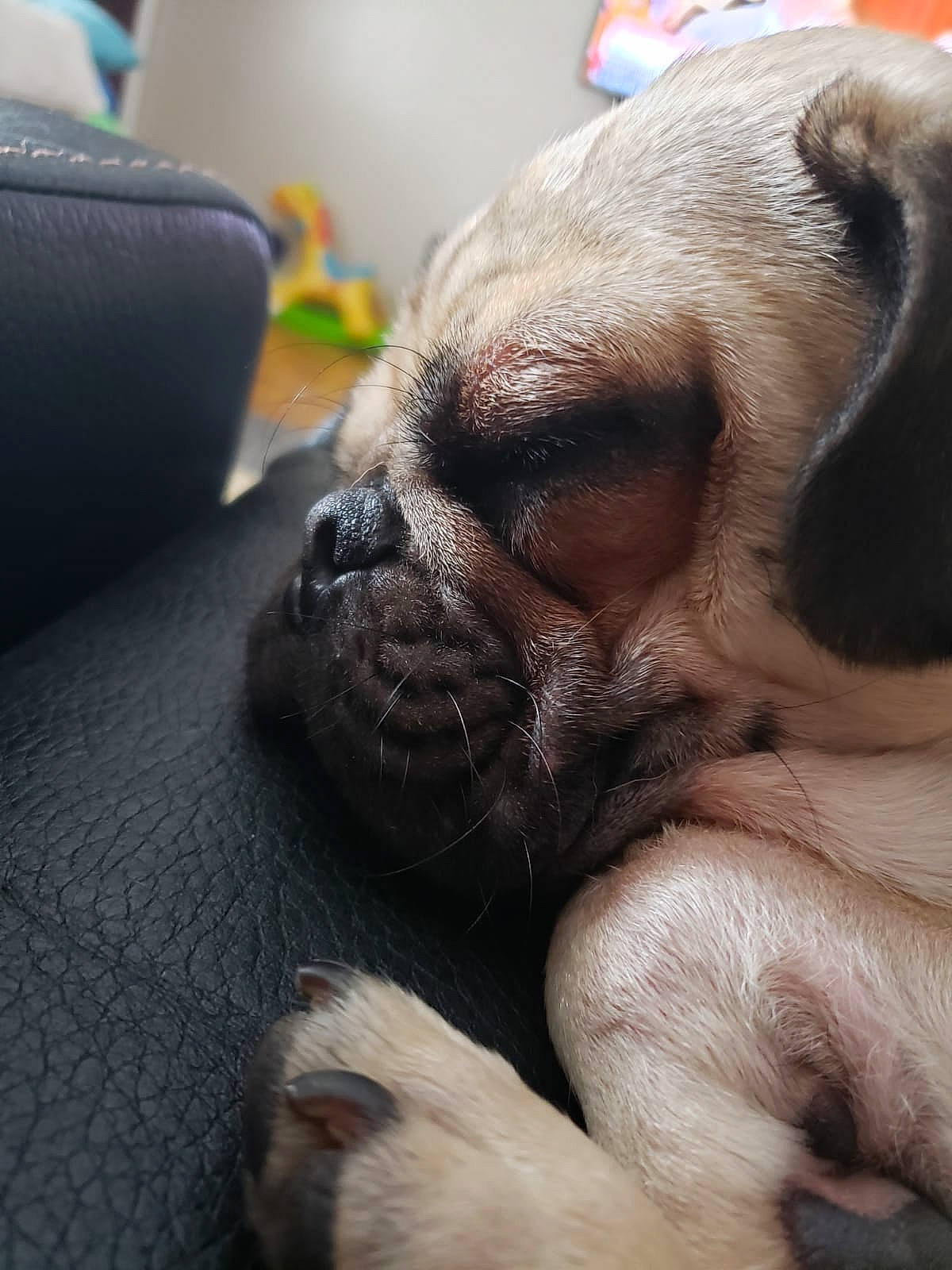 Goku is registered to the contest to win money with this photo: bulldog, canidae, carnivore, companion_dog, dog, dog_breed, fawn, mammal, nap, non_sporting_group, nose, pug, puggle, puppy, puppy_love, skin, snout, sporting_group, toy_dog, wrinkle