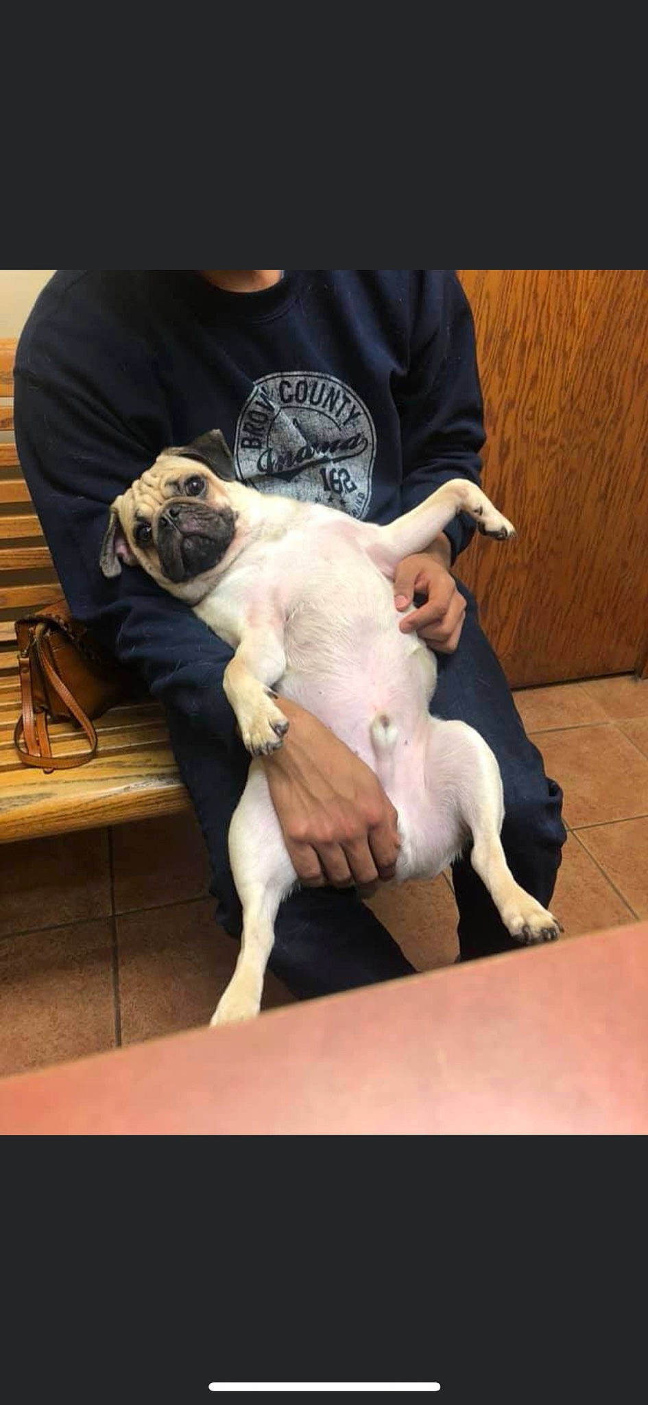 Goku is registered to the contest to win money with this photo: american_bulldog, bully_kutta, canidae, carnivore, companion_dog, dog, dog_breed, dorset_olde_tyme_bulldogge, fawn, mammal, non_sporting_group, pug, puppy, puppy_love, sporting_group, vertebrate