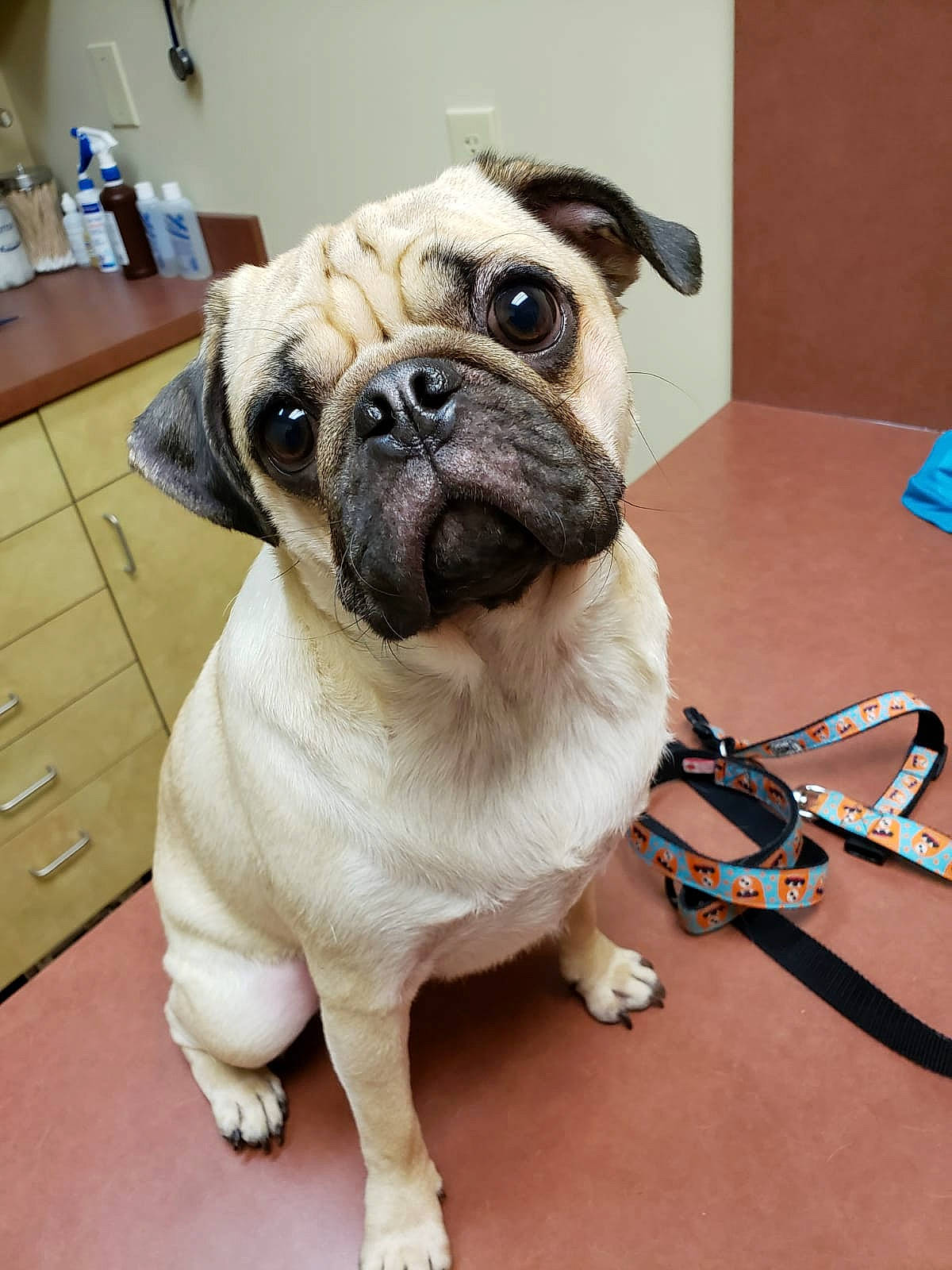 Goku is registered to the contest to win money with this photo: ancient_dog_breeds, bulldog, canidae, carnivore, companion_dog, dog, dog_breed, fawn, mammal, non_sporting_group, pug, puppy_love, skin, snout, sporting_group, toy_bulldog, toy_dog, vertebrate, whiskers, wrinkle