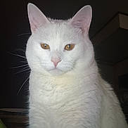 Snowball joined the competition — help win amazing prizes! alert, animal, cat, close_up, cute, dark_background, ears, face, feline, fluffy, front_facing, golden_eyes, indoors, pet, photography, pink_nose, portrait, whiskers, white_cat, white_fur