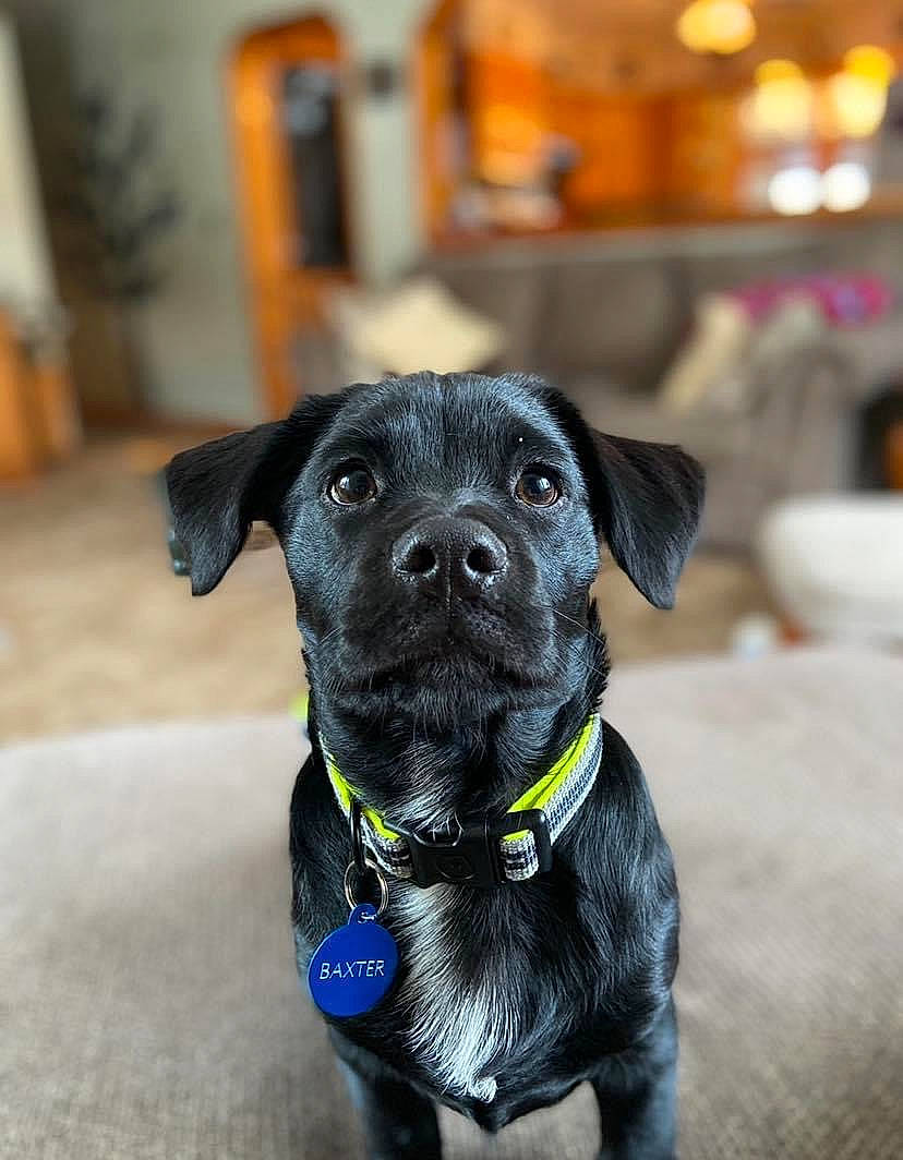 Baxter is registered to the contest to win money with this photo: borador, canidae, carnivore, collar, companion_dog, dog, dog_breed, dog_collar, dog_supply, electric_blue, fashion_accessory, fur, leash, personal_protective_equipment, pet_supply, plant, snout, sporting_group, whiskers, working_animal