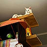 cat, white_cat, shelf, books, figurine, hat, wooden_shelf, indoor, relaxed, pet, animal, feline, stacked_books, orange_hat, decor, quiet, home, cozy, resting, looking_away
