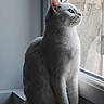 Crysta a rejoint le concours — aidez-le/la à gagner de superbes lots ! cat, white_cat, windowsill, window, indoor, pet, animal, feline, looking_outside, natural_light, side_view, sitting, quiet, calm, fur, whiskers, ears, nose, paws, domestic_animal