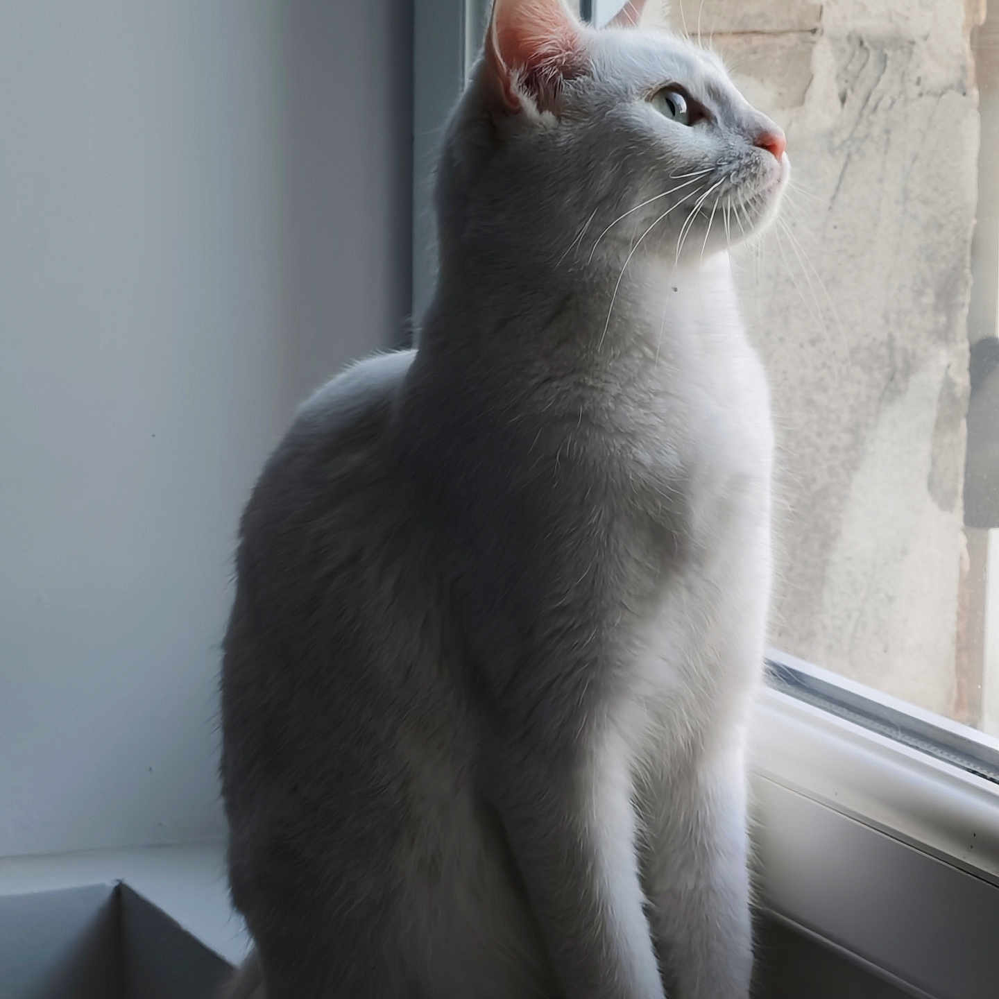 Crysta a rejoint le concours — aidez-le/la à gagner de superbes lots ! cat, white_cat, windowsill, window, indoor, pet, animal, feline, looking_outside, natural_light, side_view, sitting, quiet, calm, fur, whiskers, ears, nose, paws, domestic_animal