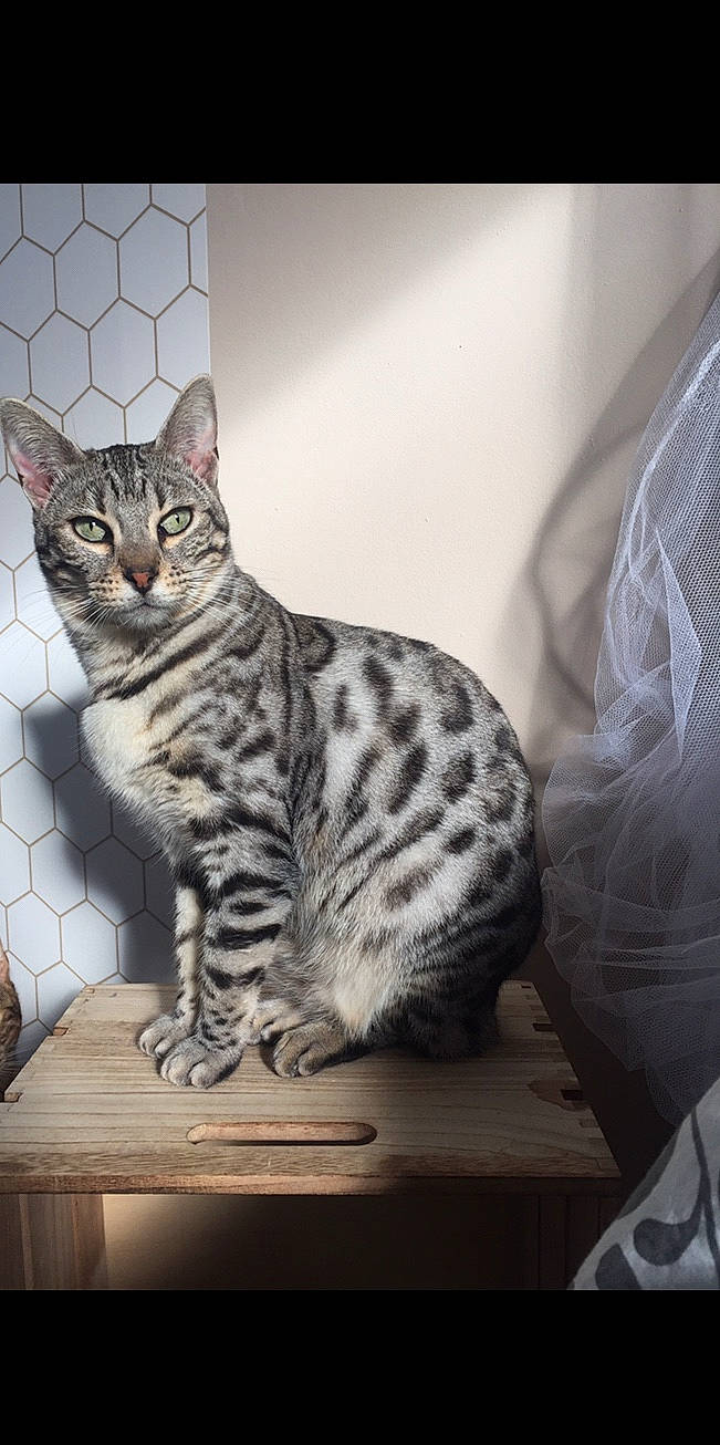 Oxy participe au concours pour gagner de l'argent avec cette photo : carnivore, cat, comfort, domestic_short_haired_cat, felidae, fur, paw, sitting, small_to_medium_sized_cats, snout, table, tail, terrestrial_animal, whiskers, wildlife