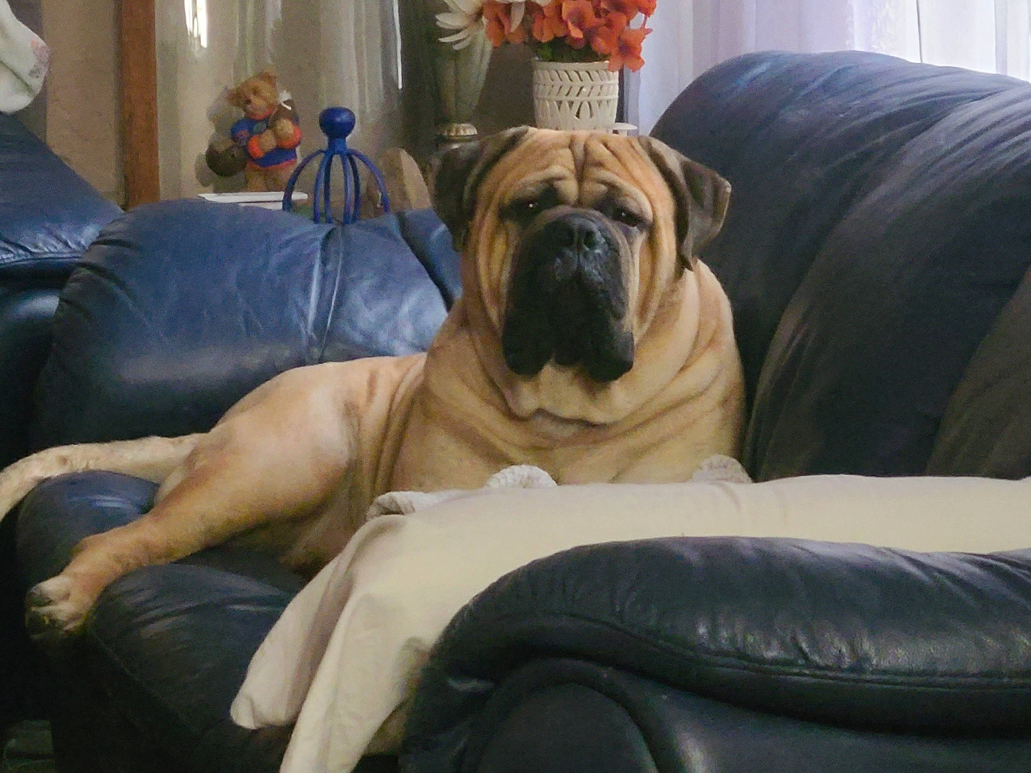 Hoss joined the competition — help win amazing prizes! canidae, carnivore, comfort, companion_dog, dog, dog_breed, fawn, flooring, guard_dog, hardwood, molosser, plant, room, snout, sporting_group, terrestrial_animal, toy_dog, whiskers, working_animal, wrinkle