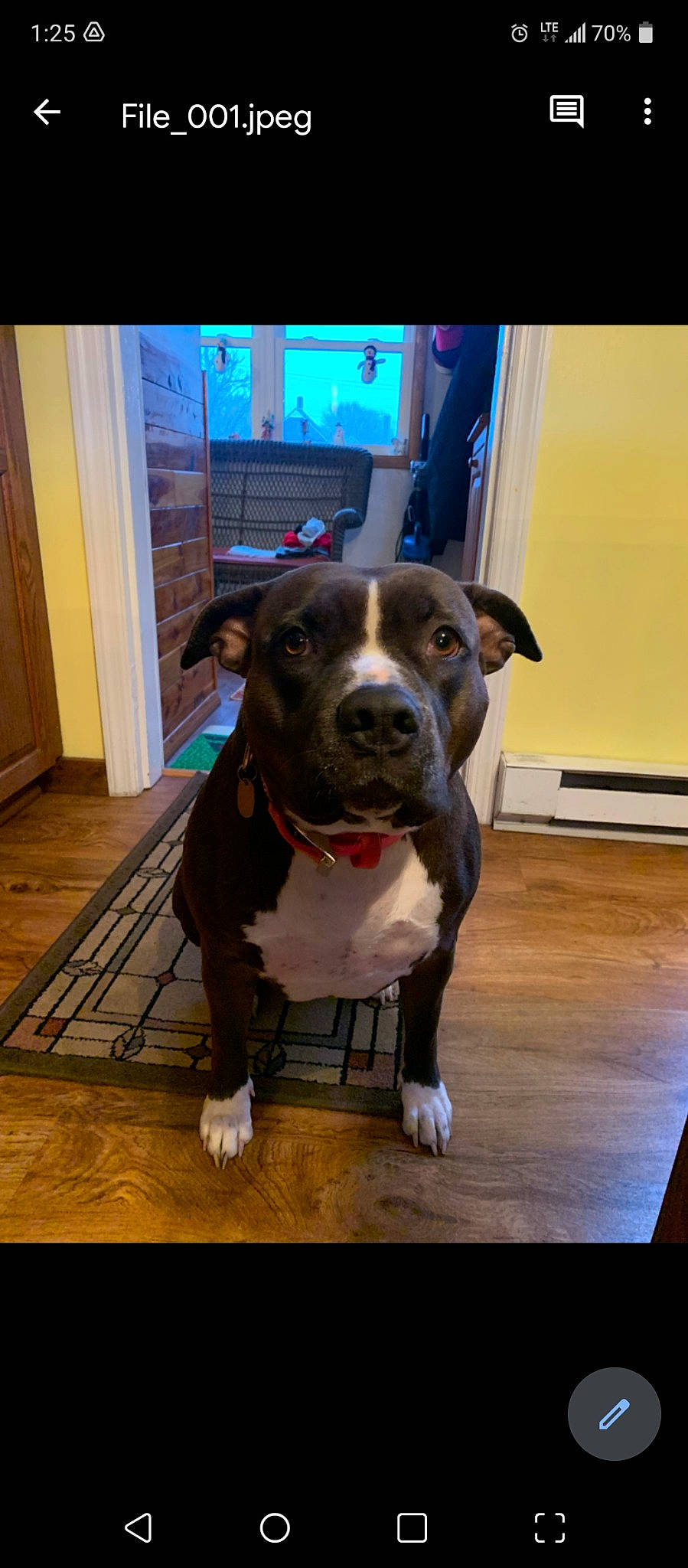 Diamond joined the competition — help win amazing prizes! carnivore, collar, companion_dog, dog, dog_breed, dog_collar, dog_supply, door, fawn, floor, flooring, guard_dog, hardwood, leash, pit_bull, sporting_group, whiskers, wood, wood_flooring, working_animal