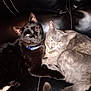 black_cat, gray_cat, cats, pets, collar, blue_collar, bell_collar, feline, leather_couch, indoor, snuggling, cozy, animal, two_animals, eyes_glowing, close_up, domestic_cat, resting, companionship, pet