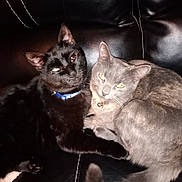M J is registered to the contest to win money with this photo: black_cat, gray_cat, cats, pets, collar, blue_collar, bell_collar, feline, leather_couch, indoor, snuggling, cozy, animal, two_animals, eyes_glowing, close_up, domestic_cat, resting, companionship, pet