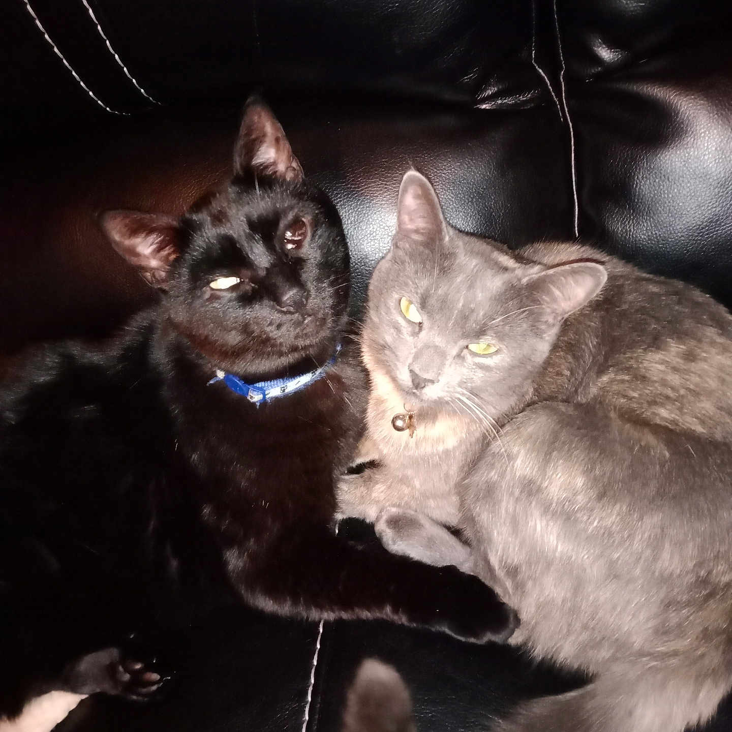 M J is registered to the contest to win money with this photo: animal, bell_collar, black_cat, blue_collar, cats, close_up, collar, companionship, cozy, domestic_cat, eyes_glowing, feline, gray_cat, indoor, leather_couch, pet, pets, resting, snuggling, two_animals