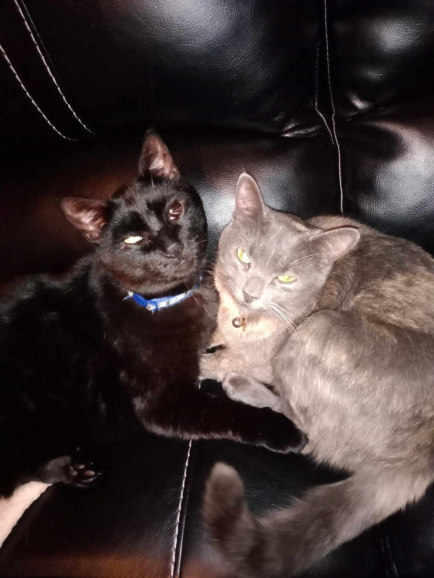 M J is registered to the contest to win money with this photo: black_cat, gray_cat, cats, pets, collar, blue_collar, bell_collar, feline, leather_couch, indoor, snuggling, cozy, animal, two_animals, eyes_glowing, close_up, domestic_cat, resting, companionship, pet