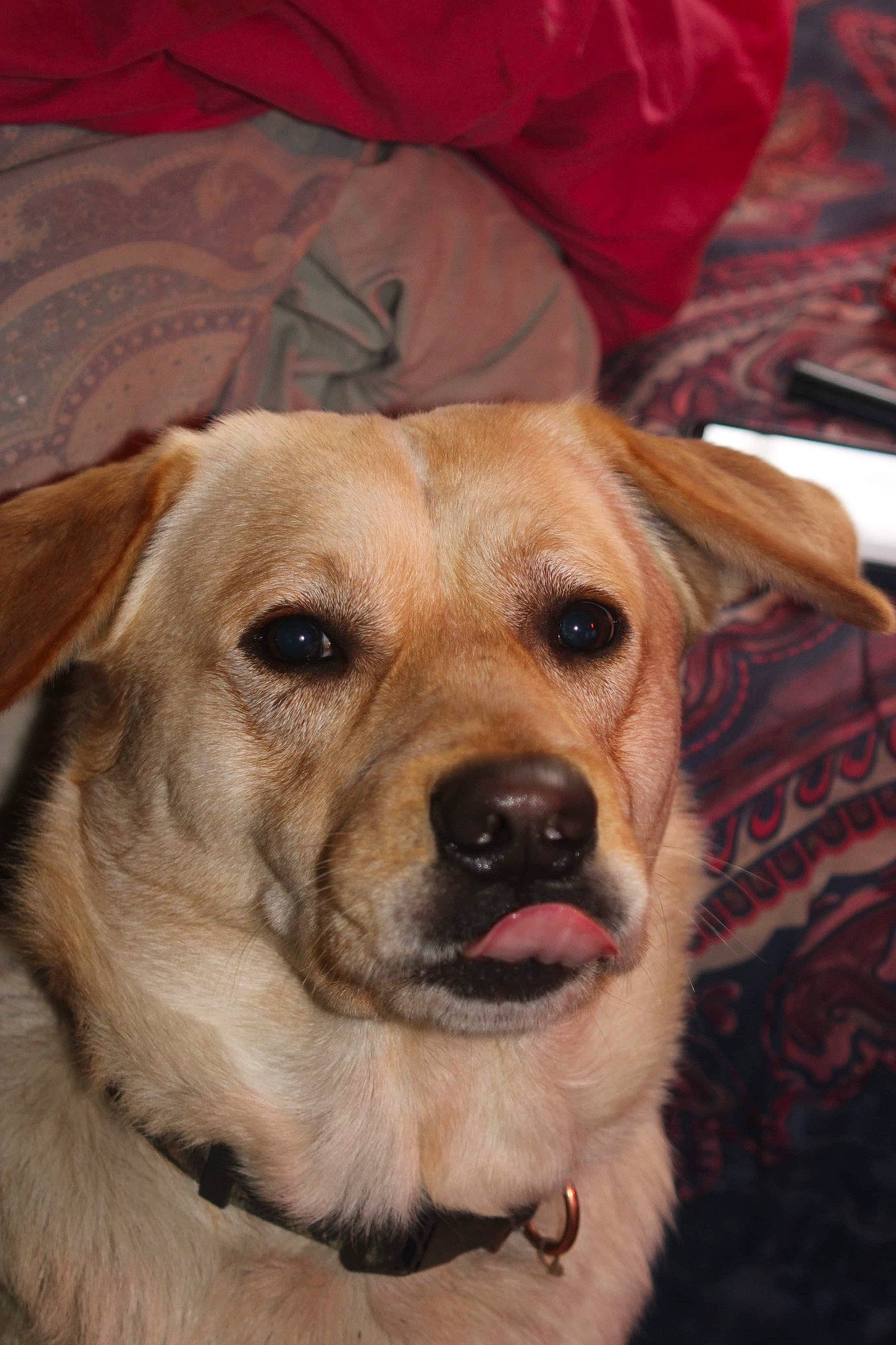 Copenhagen is registered to the contest to win money with this photo: canidae, carnivore, chinook, companion_dog, dog, dog_breed, fawn, labrador_retriever, mammal, nose, potcake_dog, puppy, puppy_love, rare_breed_dog, retriever, snout, sporting_group, vertebrate, whiskers