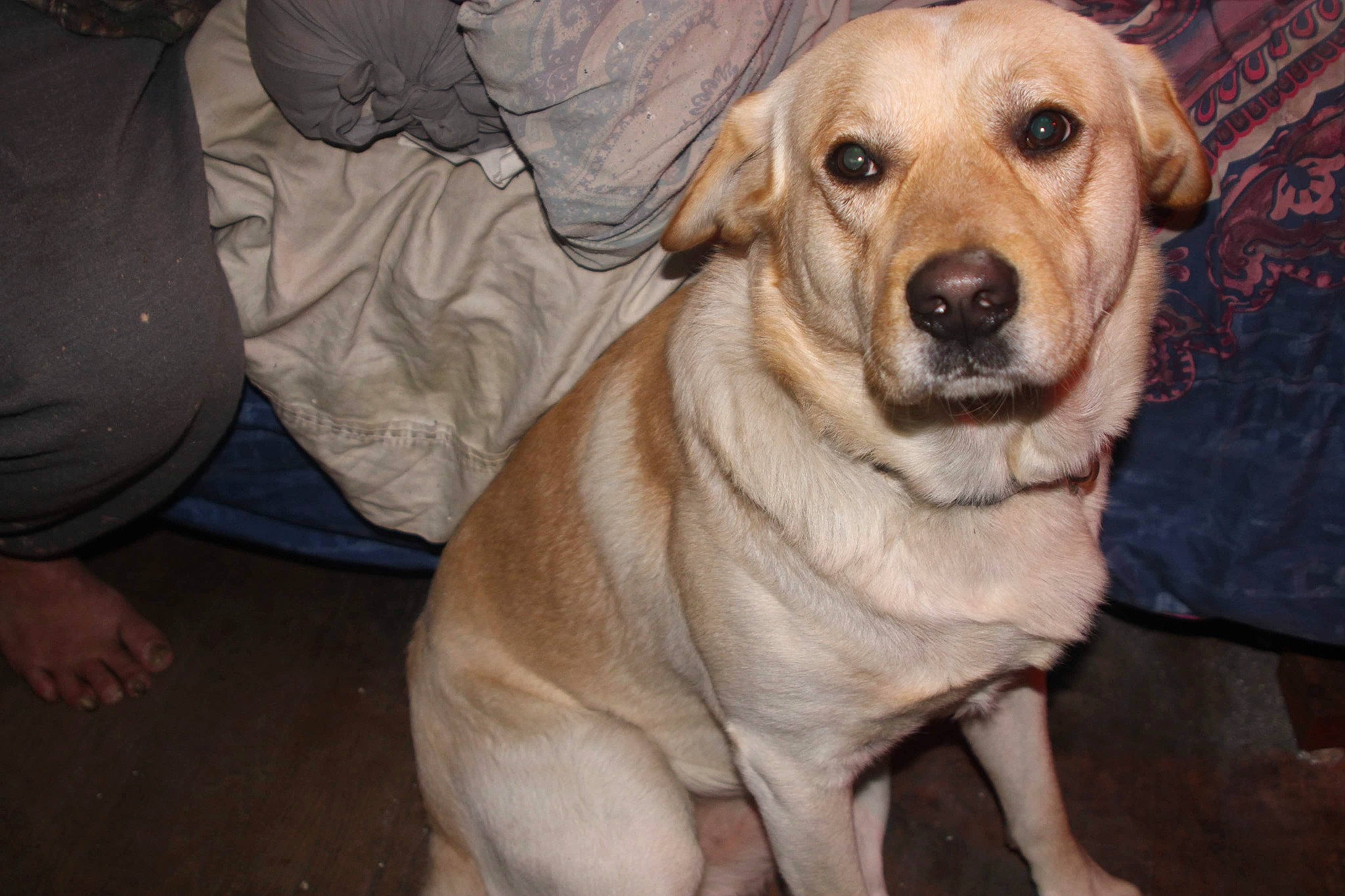 Copenhagen is registered to the contest to win money with this photo: ancient_dog_breeds, beagador, broholmer, canidae, carnivore, companion_dog, dog, dog_breed, fawn, labrador_retriever, mammal, retriever, snout, sporting_group, vertebrate