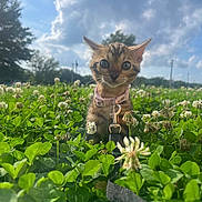 Khaleesi joined the competition — help win amazing prizes! kitten, cat, collar, leash, clover, flower, greenery, outdoor, nature, sky, cloud, sunlight, field, grass, cute, pet, animal, young, curious, small