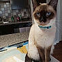 cat, siamese_cat, blue_eyes, collar, pet, animal, indoor, kitchen, countertop, tile, sink, cabinet, home, fur, whiskers, tail, domestic, feline, curious, portrait