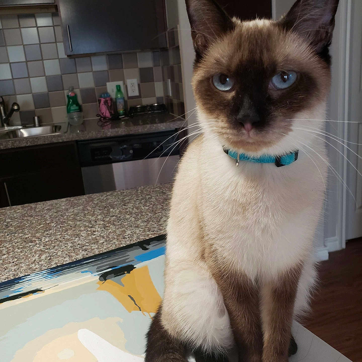 Lygia is registered to the contest to win money with this photo: animal, blue_eyes, cabinet, cat, collar, countertop, curious, domestic, feline, fur, home, indoor, kitchen, pet, portrait, siamese_cat, sink, tail, tile, whiskers