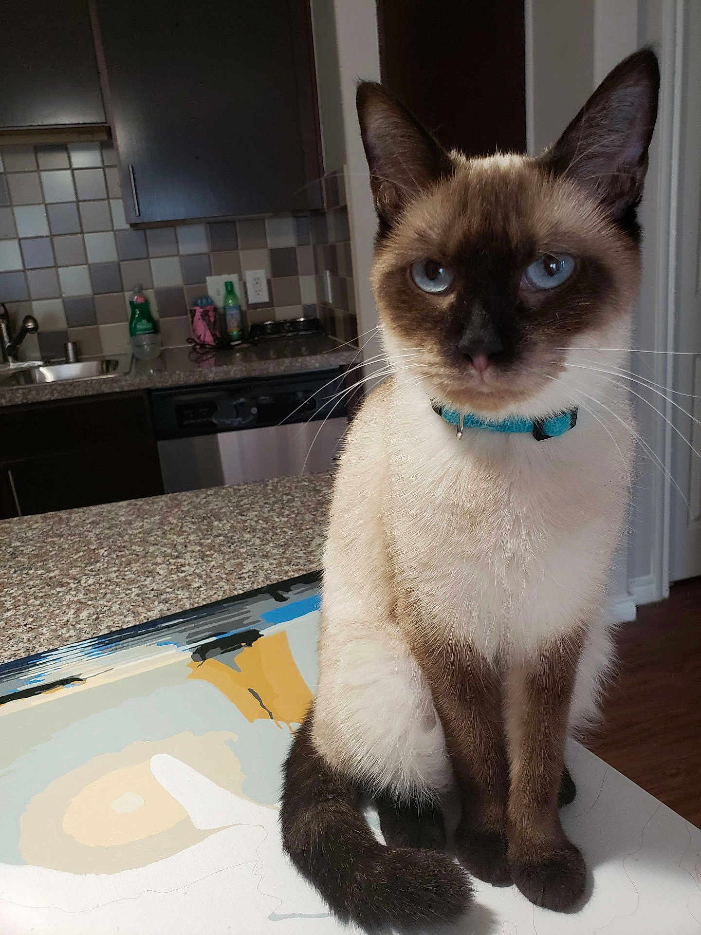 Lygia is registered to the contest to win money with this photo: cat, siamese_cat, blue_eyes, collar, pet, animal, indoor, kitchen, countertop, tile, sink, cabinet, home, fur, whiskers, tail, domestic, feline, curious, portrait