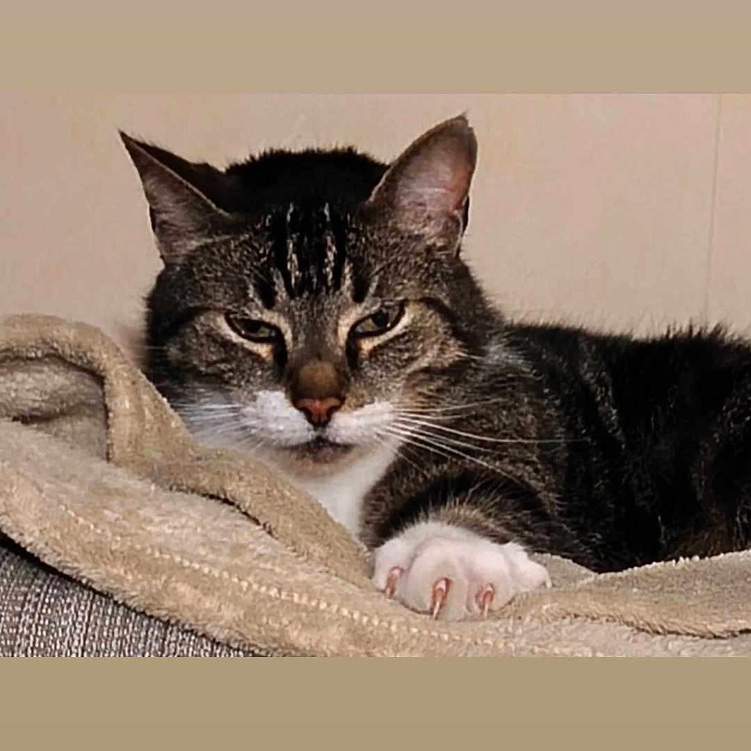 Kitkat participe au concours pour gagner de l'argent avec cette photo : cat, tabby_cat, pet, feline, animal, indoor, blanket, resting, cozy, fur, whiskers, paw, sleepy, cute, domestic_cat, relaxed, mammal, closeup, comfort, claws