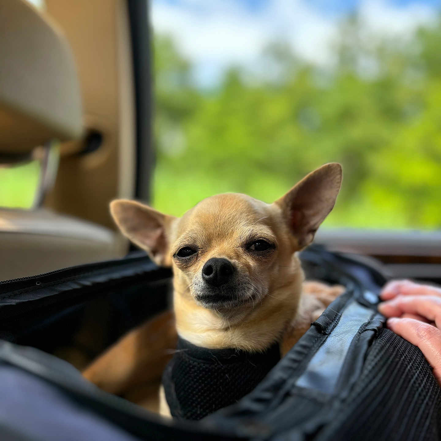 Olaf participe au concours pour gagner de l'argent avec cette photo : adult, animal, bodypart, canine, car, chihuahua, cushion, dog, finger, hand, headrest, homedecor, machine, male, man, person, pet, puppy, transportation, vehicle