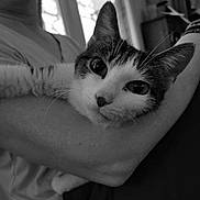 Twix a rejoint le concours — aidez-le/la à gagner de superbes lots ! black_and_white, cat, pet, animal, human_arm, indoor, window, close_up, portrait, fur, whiskers, relaxing, cute, domestic_animal, person, holding, face, looking, cozy, comfort