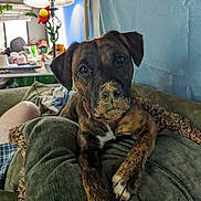 Bonnie Parker Mcroy is registered to the contest to win money with this photo: dog, puppy, brindle, cushion, green, living_room, lamp, indoor, pet, curious, snout, closeup, furniture, cozy, relaxed, canine, domestic, brown, white_paws, houseplant