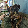 dog, puppy, brindle, cushion, green, living_room, lamp, indoor, pet, curious, snout, closeup, furniture, cozy, relaxed, canine, domestic, brown, white_paws, houseplant