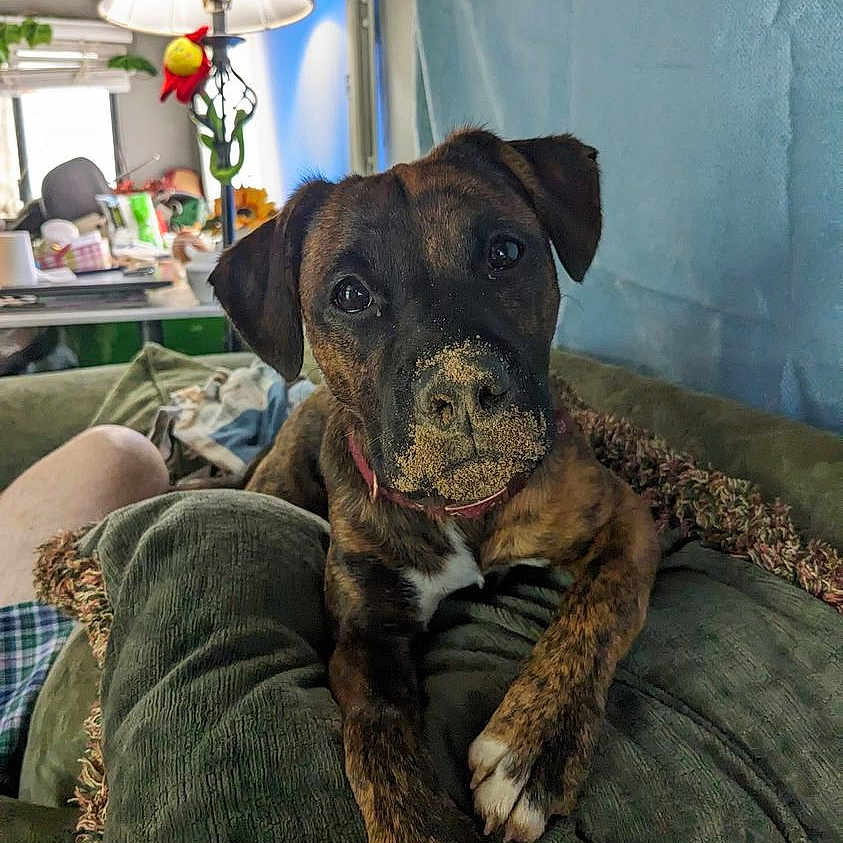 Bonnie Parker Mcroy is registered to the contest to win money with this photo: dog, puppy, brindle, cushion, green, living_room, lamp, indoor, pet, curious, snout, closeup, furniture, cozy, relaxed, canine, domestic, brown, white_paws, houseplant