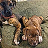 Clyde Barrow Mcroy joined the competition — help win amazing prizes! dog, puppy, brown_dog, brindle_coat, couch, furniture, indoors, pet, animal, two_dogs, relaxed, lying_down, sitting, cute, canine, domestic_animal, companion, young_animal, paw, curious