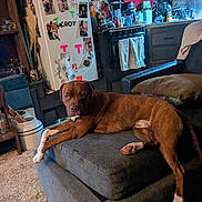 Clyde Barrow Mcroy is registered to the contest to win money with this photo: dog, brown_dog, couch, cushion, living_room, kitchen, refrigerator, photos, towel, stove, carpet, household_items, furniture, pet, relaxed, indoor, home, cozy, animal, domestic