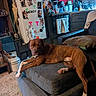 dog, brown_dog, couch, cushion, living_room, kitchen, refrigerator, photos, towel, stove, carpet, household_items, furniture, pet, relaxed, indoor, home, cozy, animal, domestic