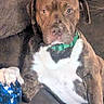Clyde Barrow Mcroy is registered to the contest to win money with this photo: dog, brindle_coat, white_fur, green_collar, paw, blue_object, indoor, resting, close_up, pet, animal, canine, fur, face, ears, snout, collar, domestic_animal, lying_down, brown_fur