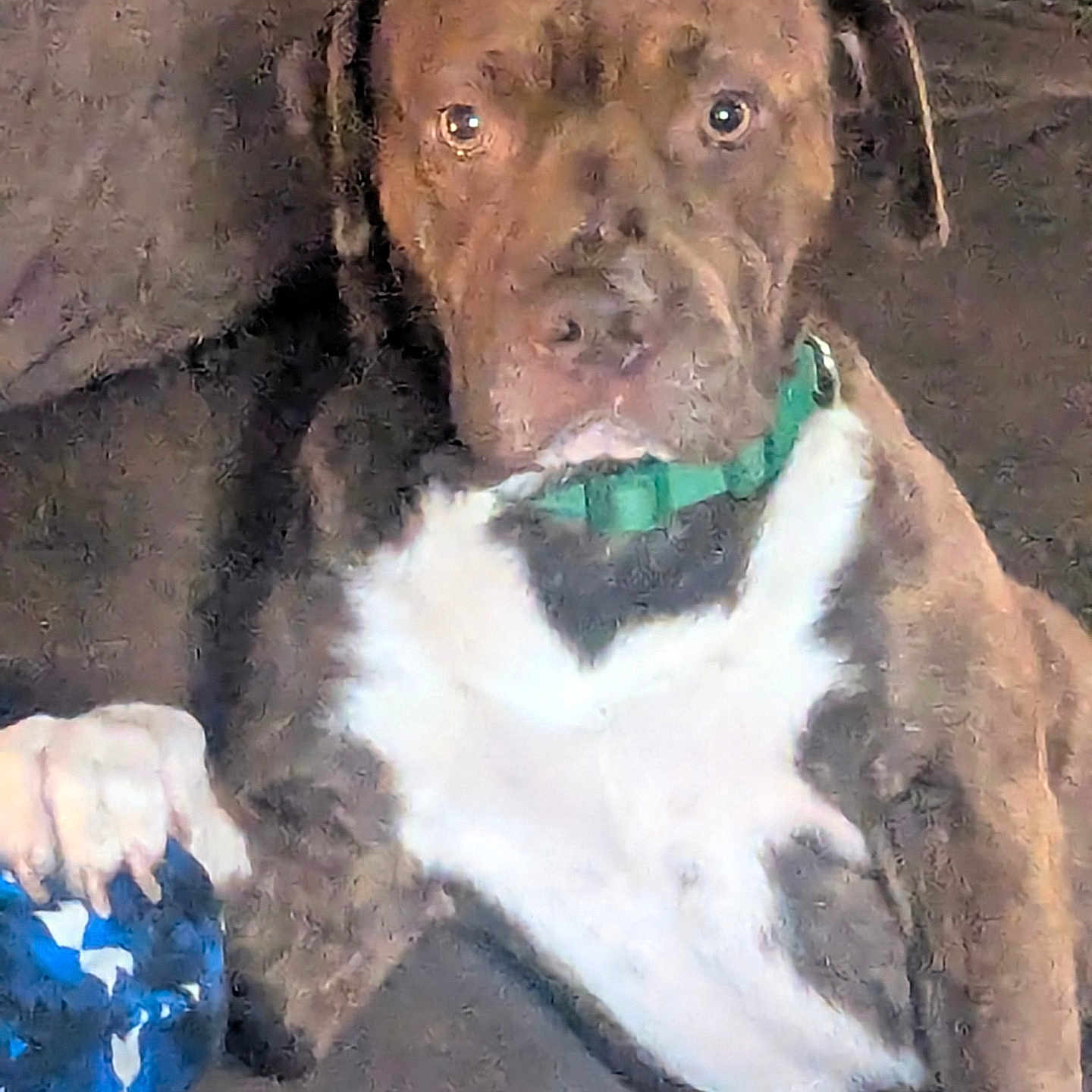 Clyde Barrow Mcroy is registered to the contest to win money with this photo: dog, brindle_coat, white_fur, green_collar, paw, blue_object, indoor, resting, close_up, pet, animal, canine, fur, face, ears, snout, collar, domestic_animal, lying_down, brown_fur