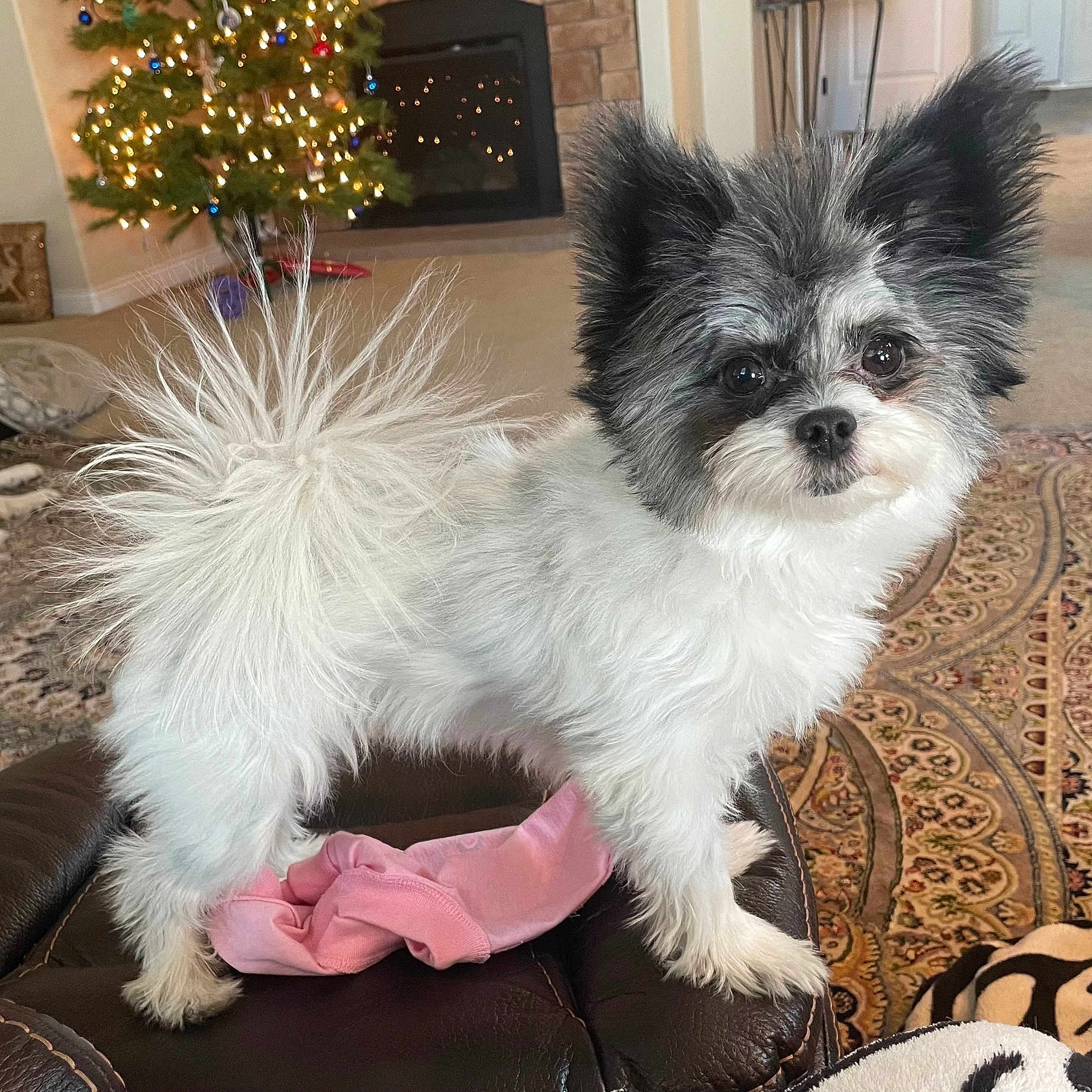Bella is registered to the contest to win money with this photo: black_and_white, carpet, chair, christmas_tree, curious, cute, decorations, dog, ears, eyes, fluffy, fur, furniture, holiday_decor, indoor, interior, living_room, pet, small_dog, tail