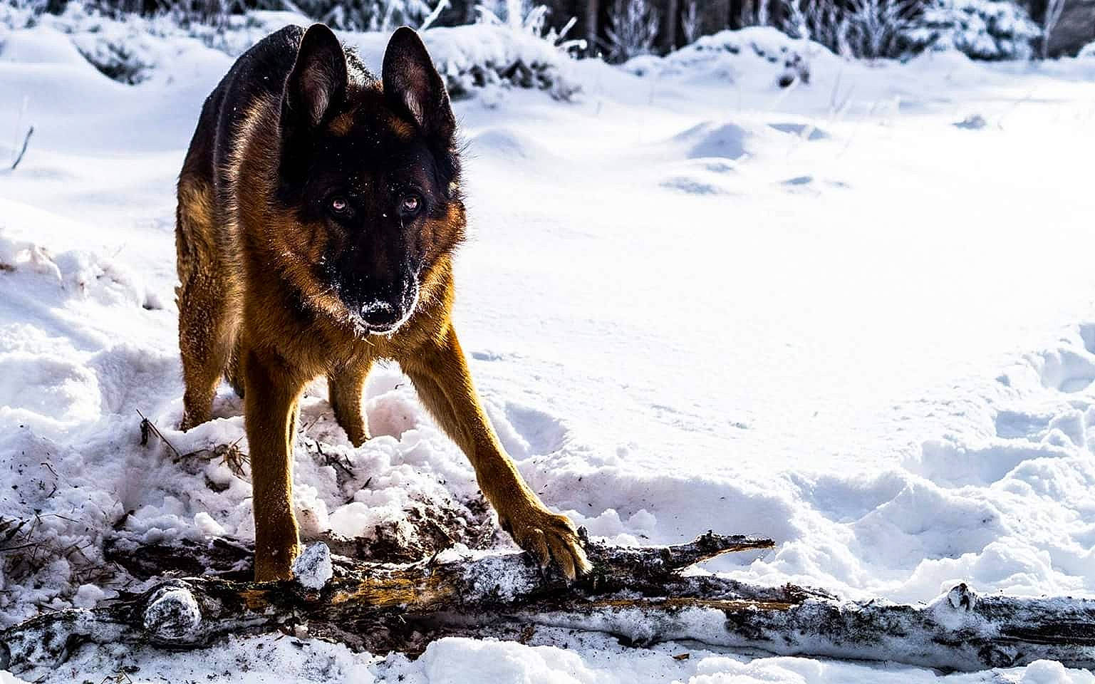 Echo participe au concours pour gagner de l'argent avec cette photo : canidae, canis, carnivore, czechoslovakian_wolfdog, dog, dog_breed, freezing, kunming_wolfdog, lapponian_herder, mammal, native_american_indian_dog, seppala_siberian_sleddog, shiloh_shepherd_dog, snow, tamaskan_dog, vertebrate, wildlife, winter, wolf, wolfdog