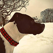 Leila joined the competition — help win amazing prizes! dog, black_and_white, collar, red_collar, snow, winter, outdoor, tree, bare_tree, landscape, animal, pet, canine, profile, nature, quiet, cold, season, background, field