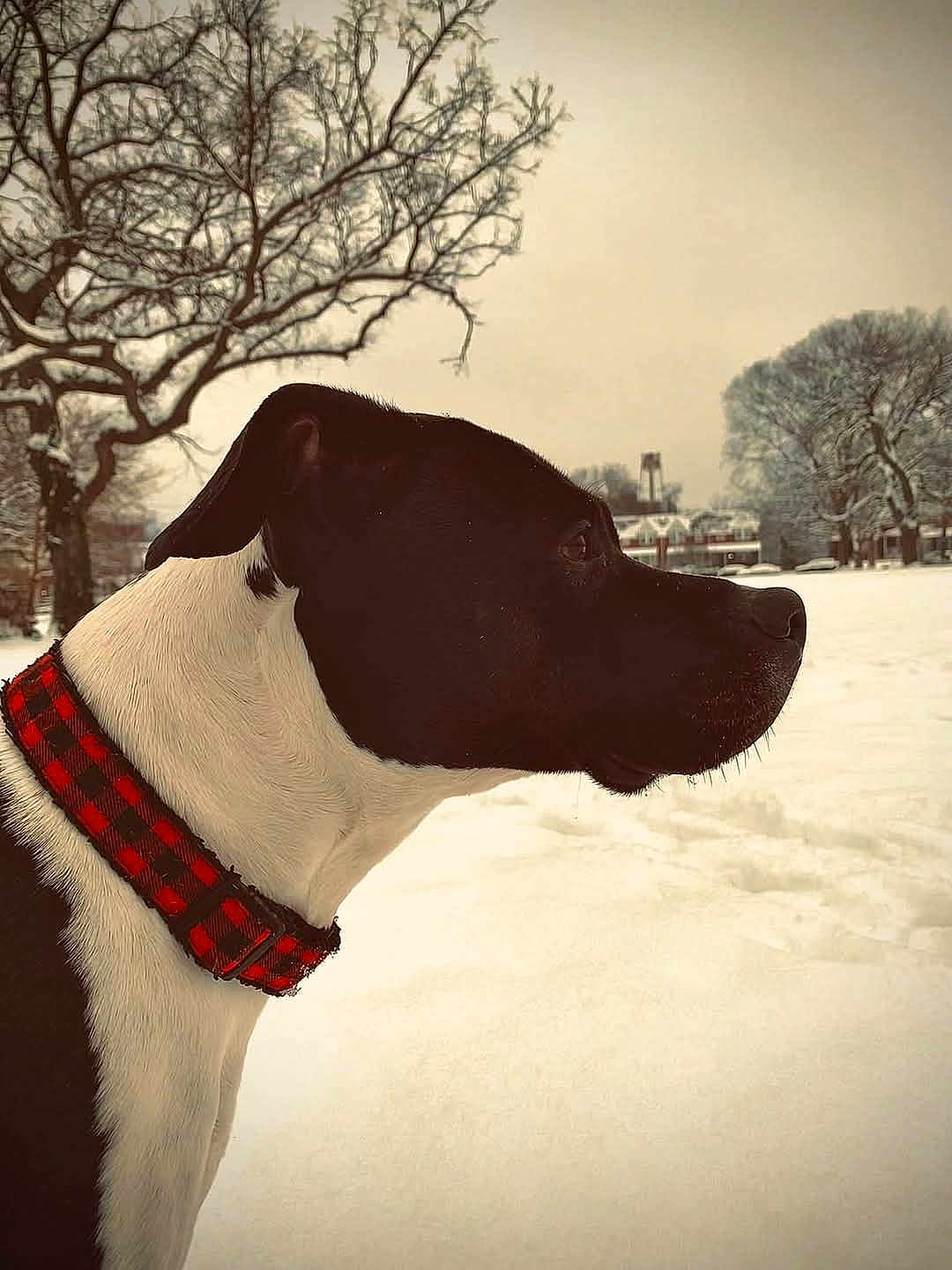 Leila