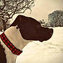 Daisy is registered to the contest to win money with this photo: dog, black_and_white, collar, red_collar, snow, winter, outdoor, tree, bare_tree, landscape, animal, pet, canine, profile, nature, quiet, cold, season, background, field
